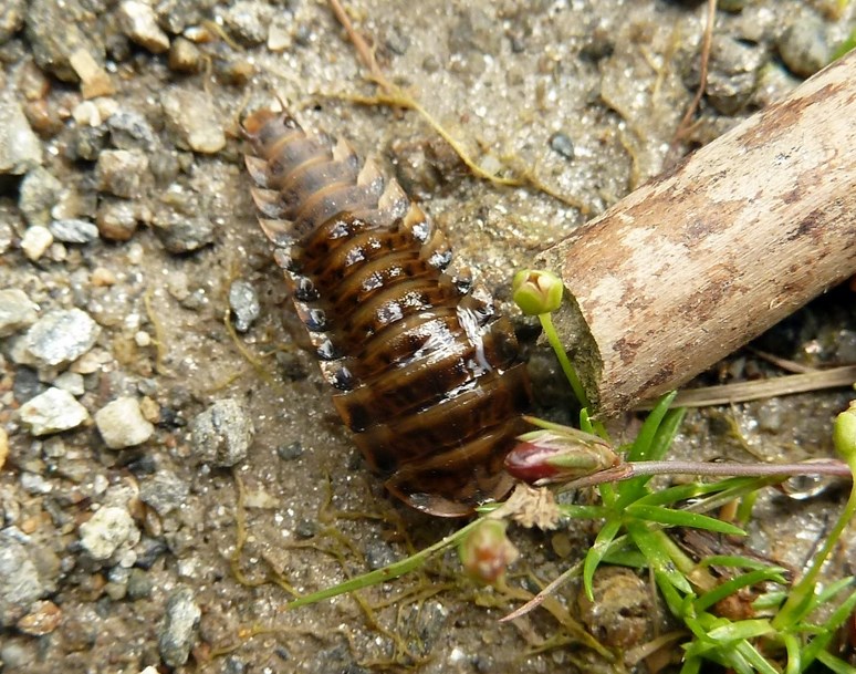 Larva di Silphidae